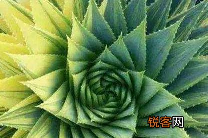 多肉贵货有哪些？