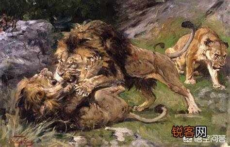 如何区分草原上的流浪雄狮与狮群里的狮王?