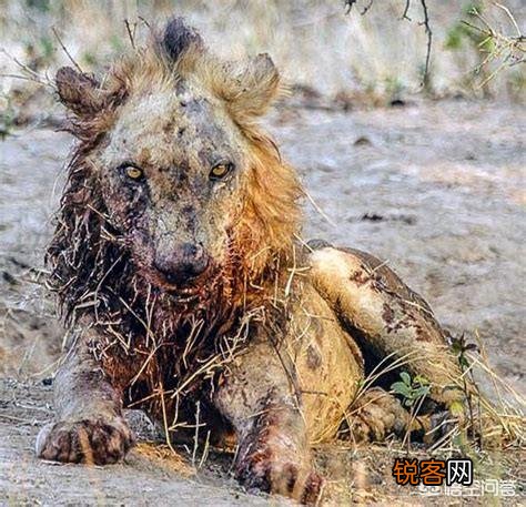 如何区分草原上的流浪雄狮与狮群里的狮王?