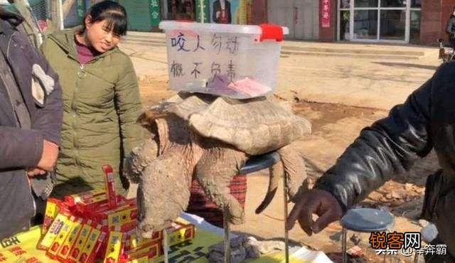 春节将至,农村大集上都有哪些摊点是“骗局”？需要我们注意？