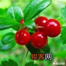 有哪些真正安全好用的美白护肤品成分？