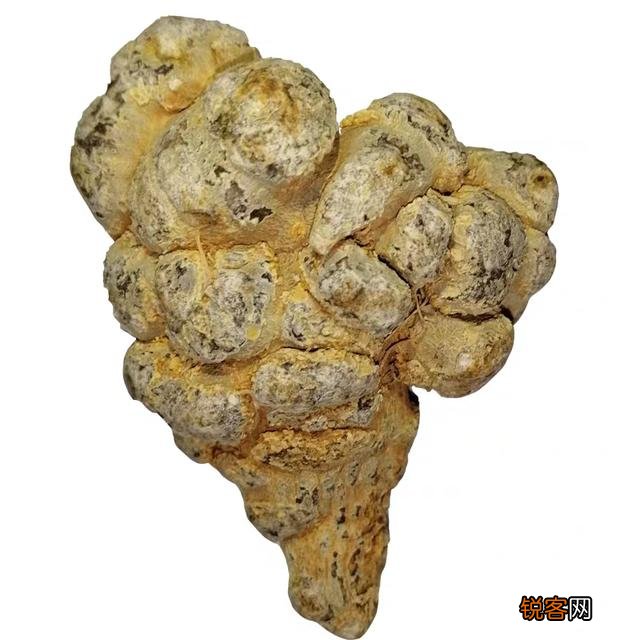 想种植中药材,什么品种不愁销路？产量高,利润大些？