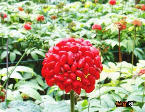 想种植中药材,什么品种不愁销路？产量高,利润大些？