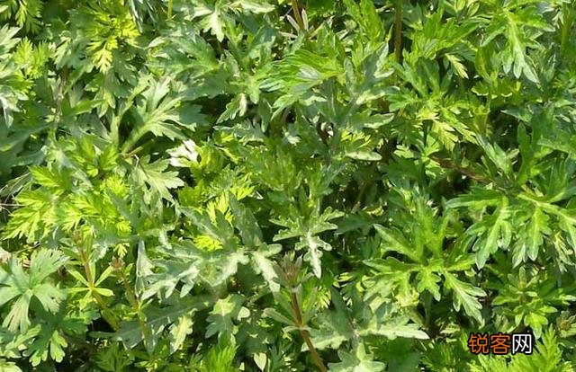 农村种植什么药材不愁销路挣钱快？
