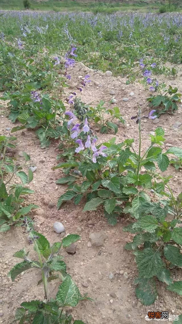 种植药材真的很赚钱吗？
