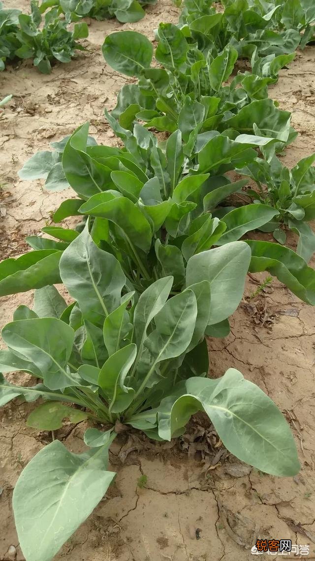 种植药材真的很赚钱吗？