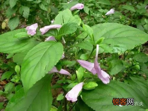 现在种植什么药材能够赚钱？