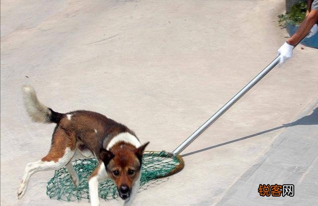 老话说:“家兴出恶犬,家败生瓦松”,“瓦松”是什么东西?