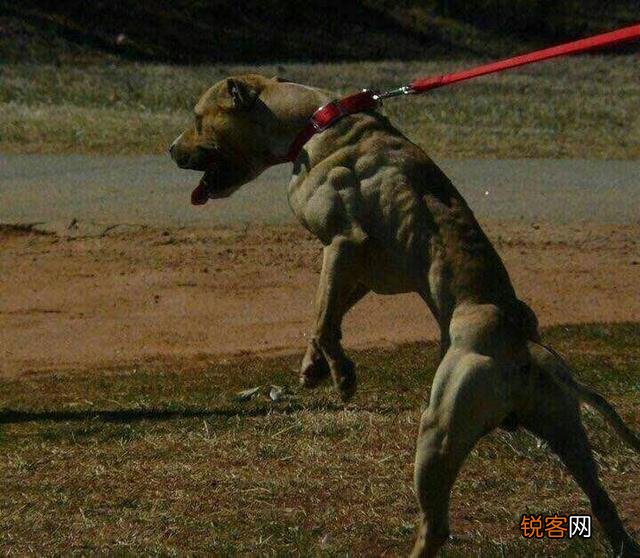 哪些品种的狗能打得过比特犬？