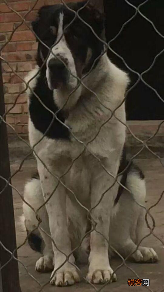 哪些品种的狗能打得过比特犬？