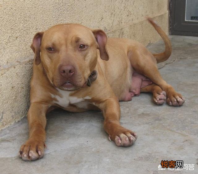 哪些品种的狗能打得过比特犬？