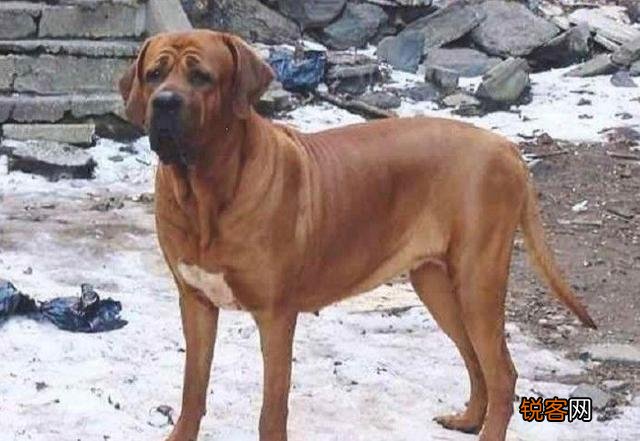 哪些品种的狗能打得过比特犬？