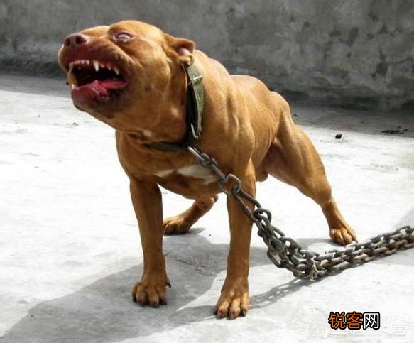 哪些品种的狗能打得过比特犬？
