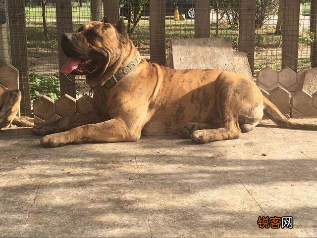 哪些品种的狗能打得过比特犬？