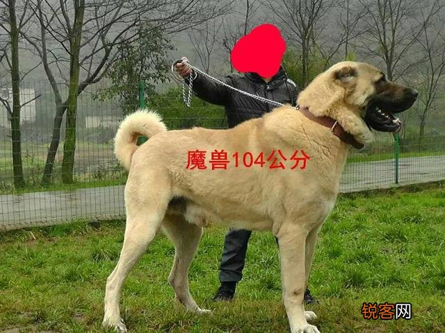 哪些品种的狗能打得过比特犬？