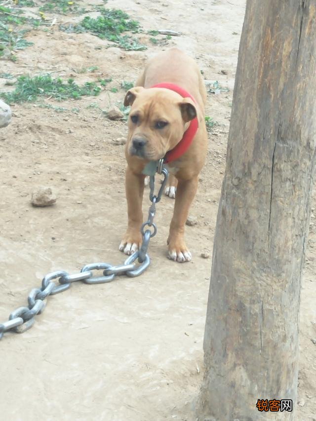 哪些品种的狗能打得过比特犬？