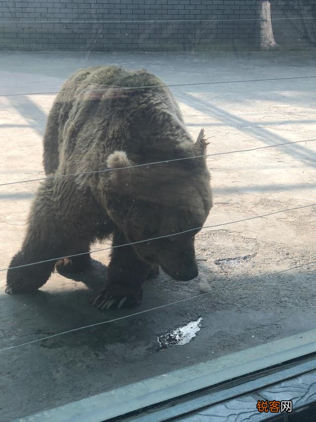 哪个品种狗狗打架最厉害？