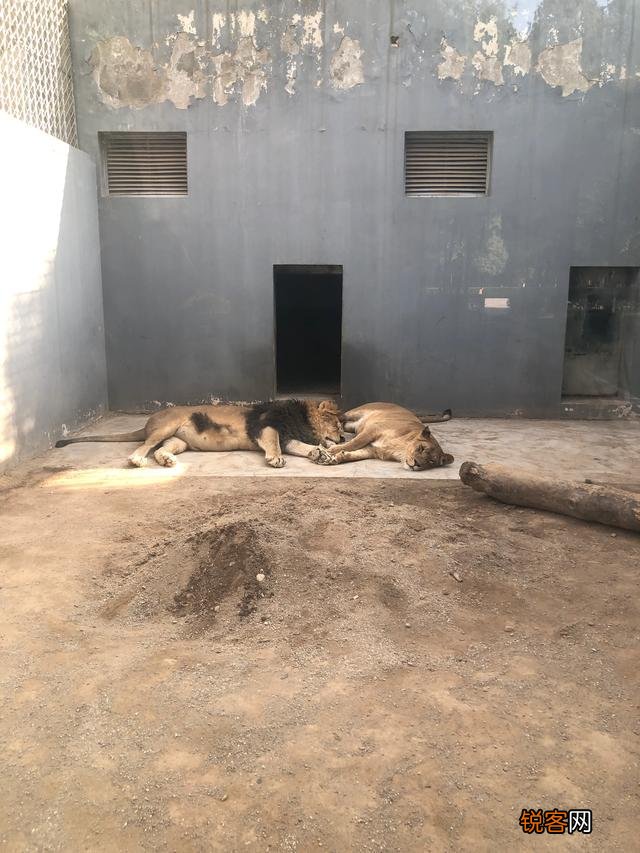 哪个品种狗狗打架最厉害？