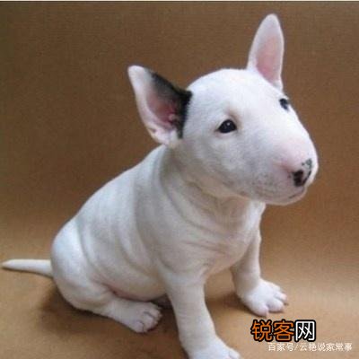 牛头梗战斗力如何？