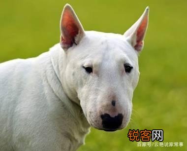 牛头梗战斗力如何？