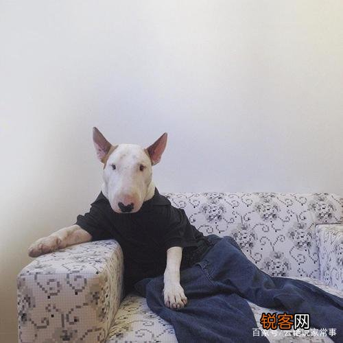 牛头梗战斗力如何？