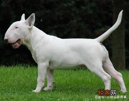 牛头梗战斗力如何？