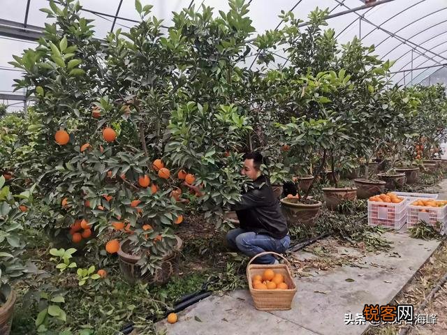 一些果农丢果,一些消费者买不起果,能不能去掉中间商？