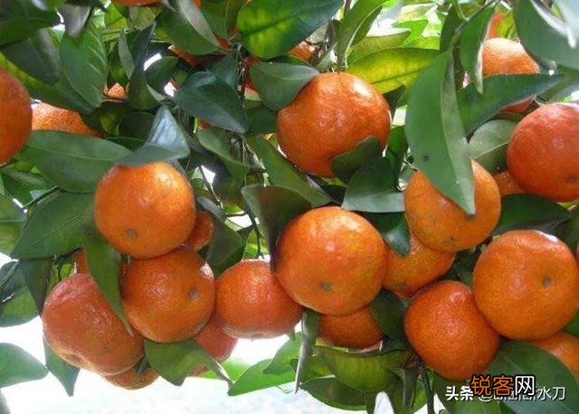 一些果农丢果,一些消费者买不起果,能不能去掉中间商？