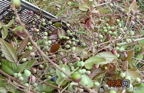 一些果农丢果,一些消费者买不起果,能不能去掉中间商？
