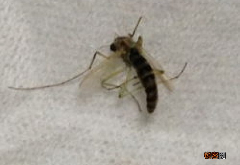 卧室里小飞虫哪来的