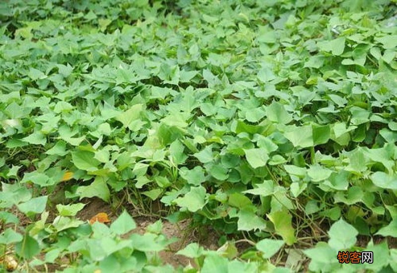地瓜开花有什么预兆 地瓜开花是什么意思