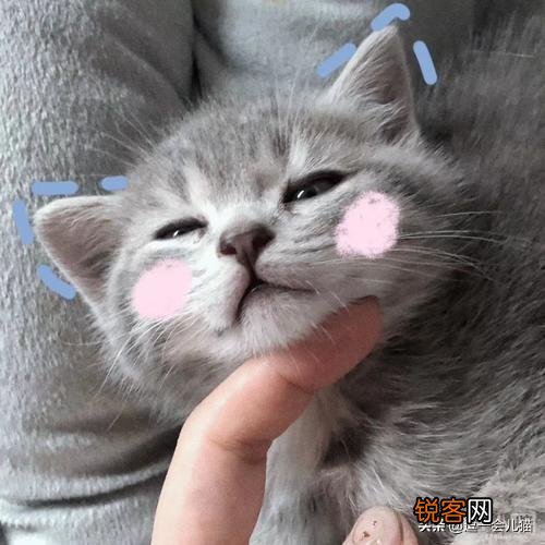 什么品种的猫智商最高,有何依据？