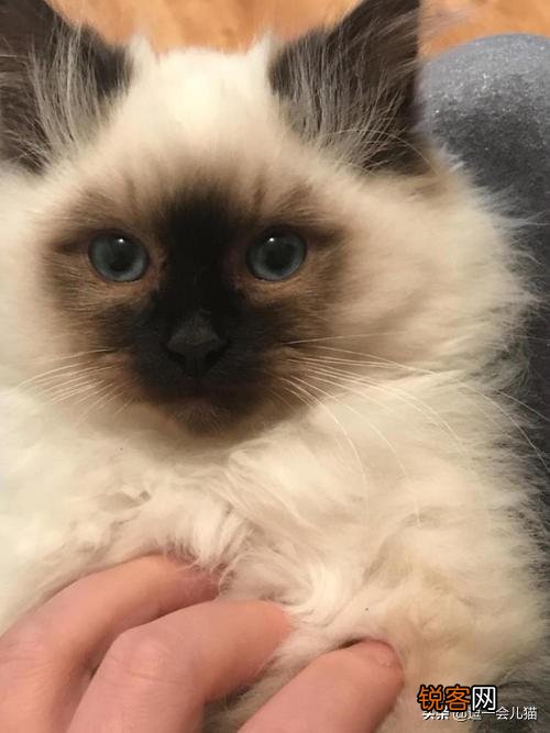 什么品种的猫智商最高,有何依据？
