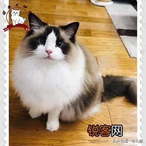 什么品种的猫智商最高,有何依据？