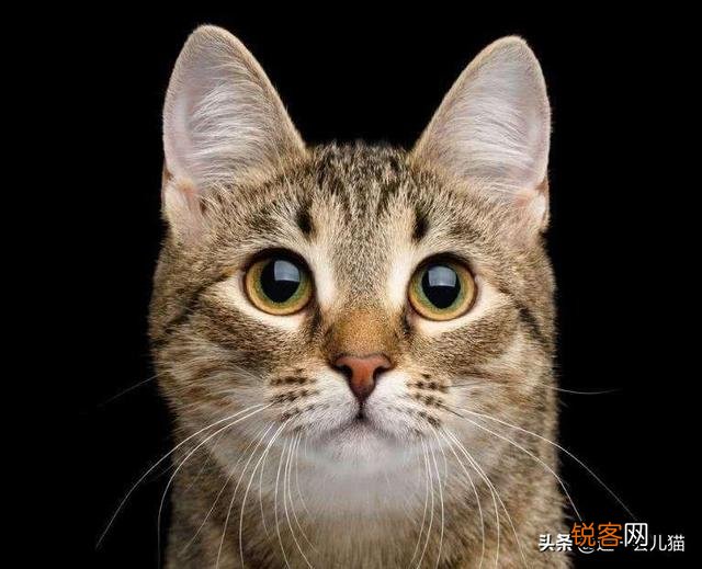 什么品种的猫智商最高,有何依据？