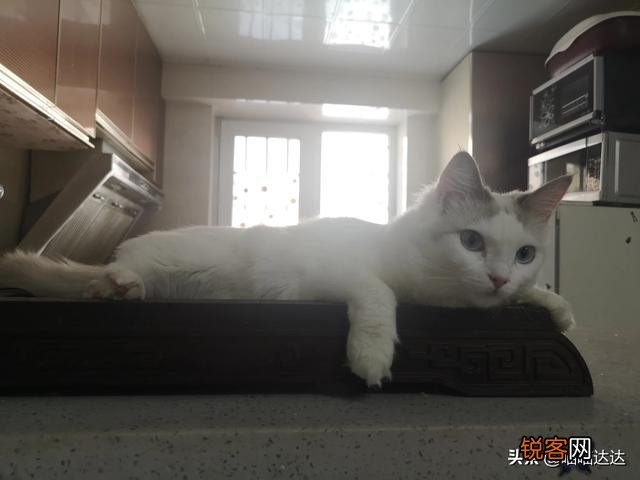 什么品种的猫智商最高,有何依据？