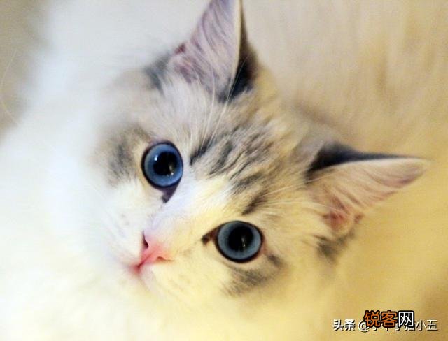 世界上最好看的猫是什么猫？