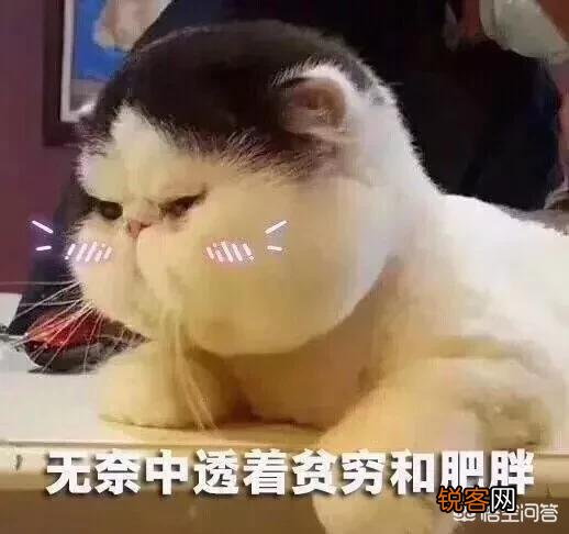 世界上最好看的猫是什么猫？