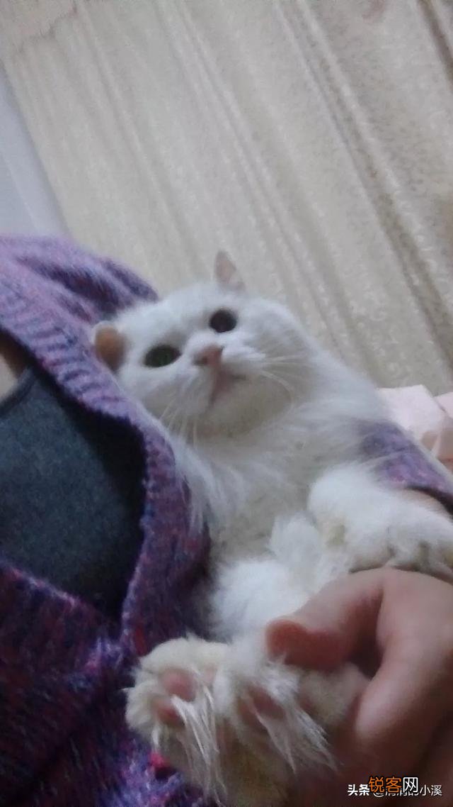世界上最好看的猫是什么猫？