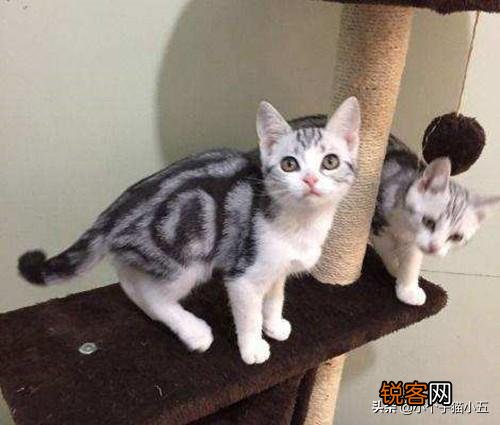 世界上最好看的猫是什么猫？
