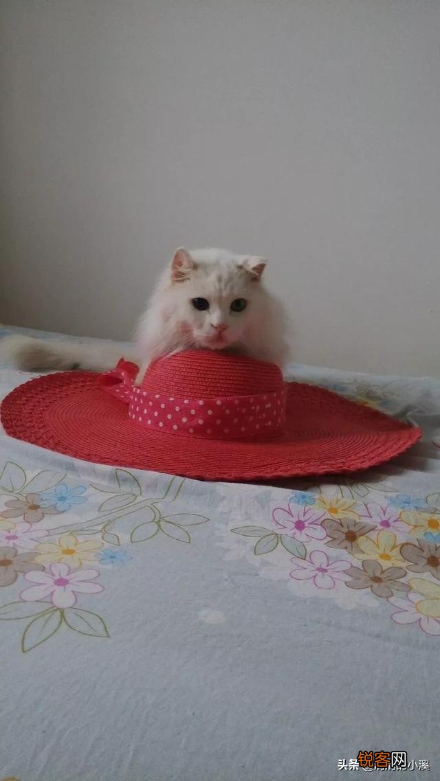 世界上最好看的猫是什么猫？