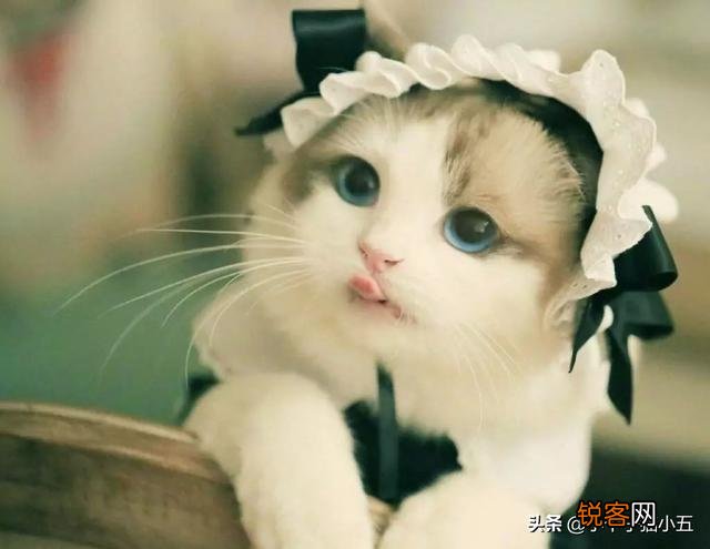 世界上最好看的猫是什么猫？