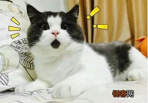 世界上最好看的猫是什么猫？