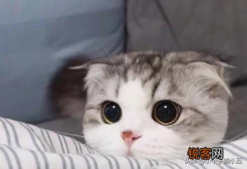世界上最好看的猫是什么猫？