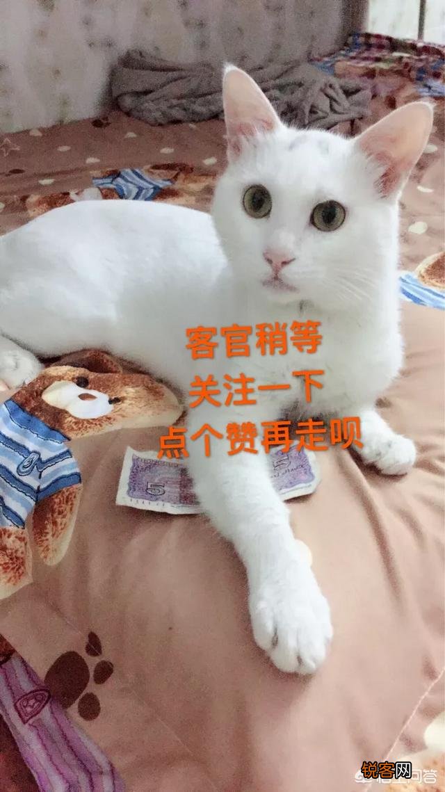 世界上最好看的猫是什么猫？
