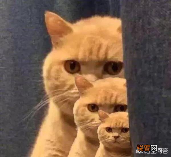 世界上最好看的猫是什么猫？
