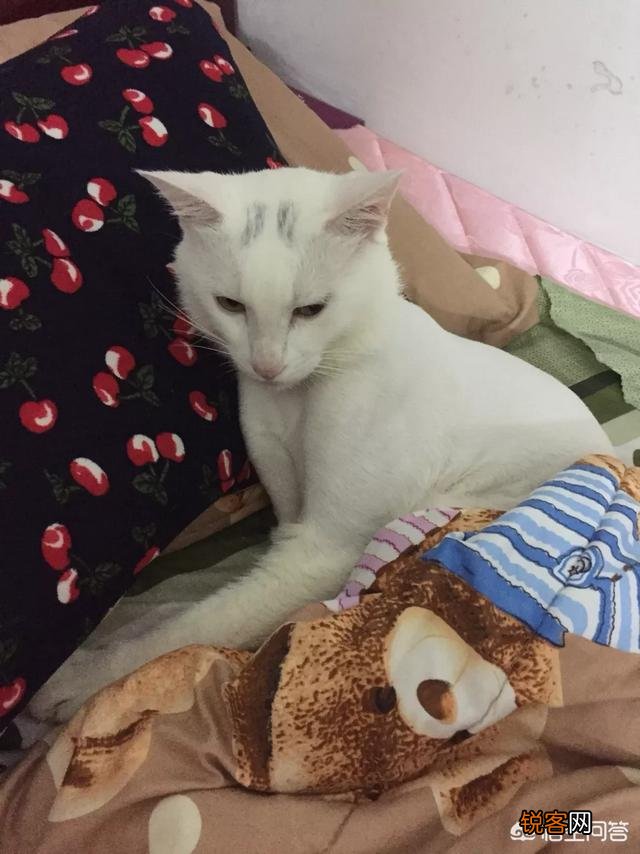 世界上最好看的猫是什么猫？