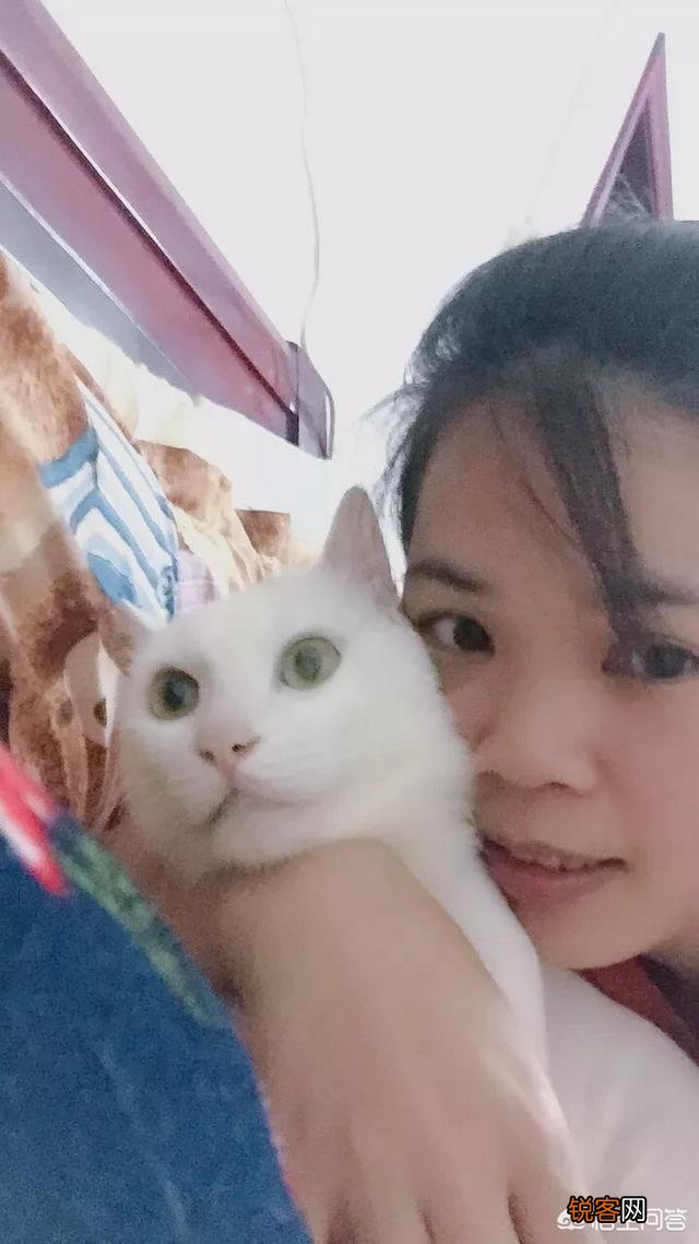 世界上最好看的猫是什么猫？