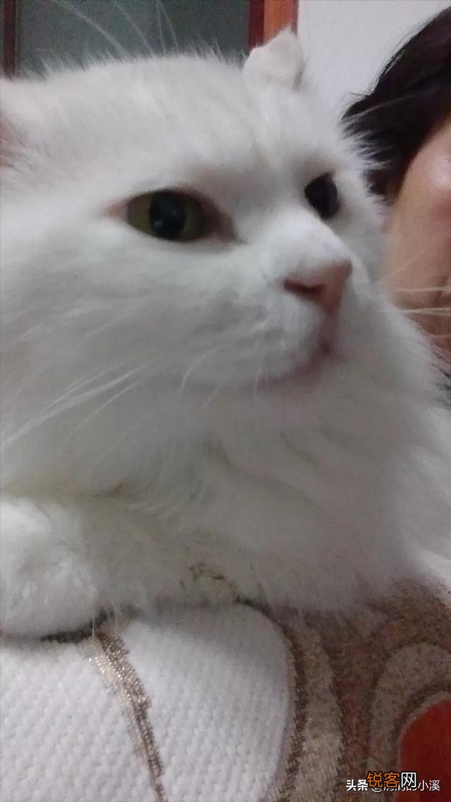 世界上最好看的猫是什么猫？