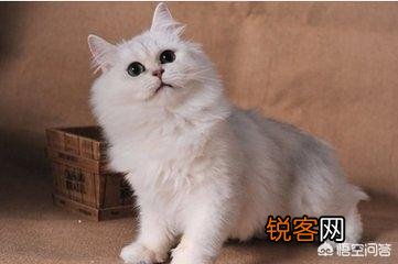什么猫最好养？